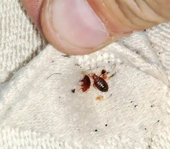 pest control Chinle
